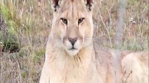 puma