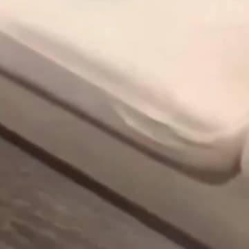 YOU WON’T LAST 30 SECONDS Without Laughing at These Animals!