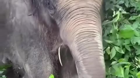 Images secrètes des animaux les plus étranges de tous les temps