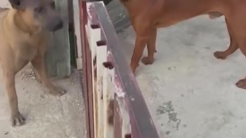Funny Fights of Dogs 😂💛