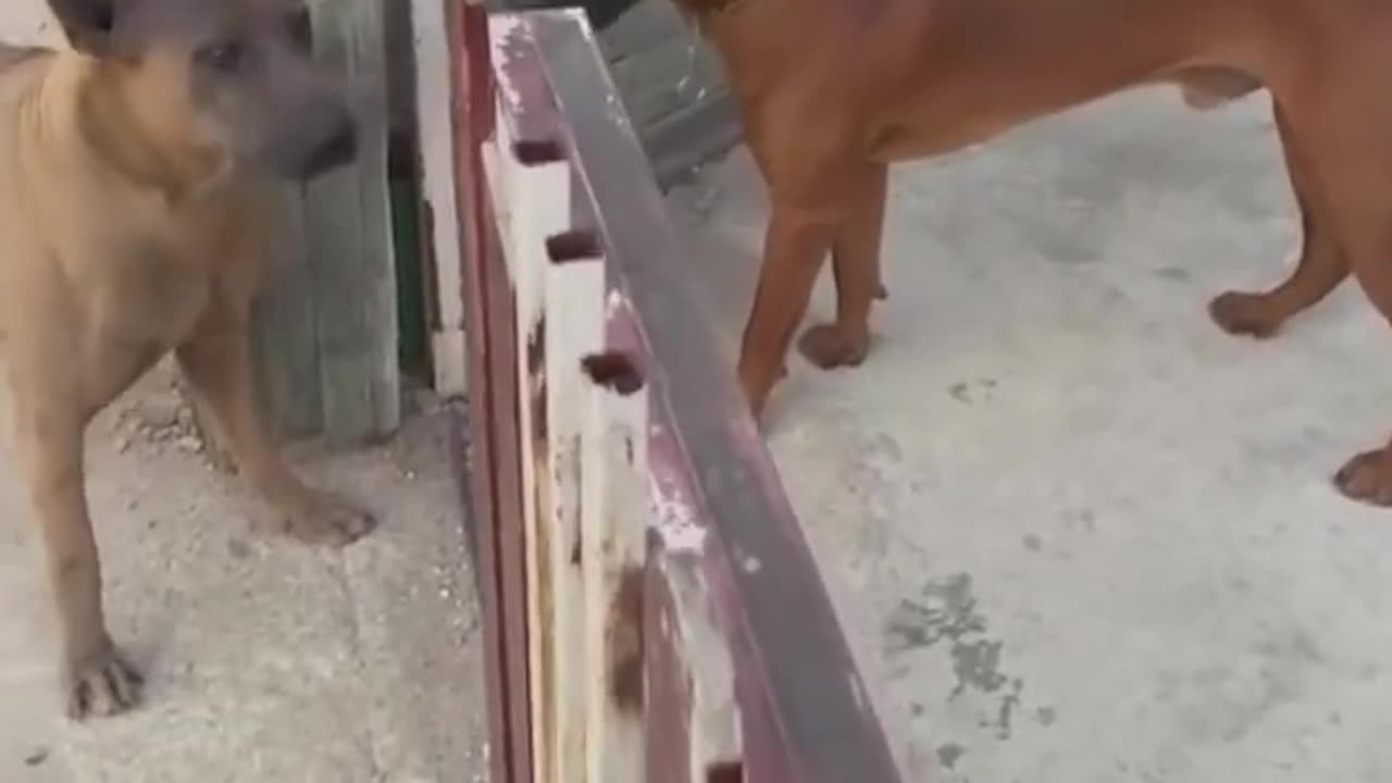 Funny Fights of Dogs 😂💛
