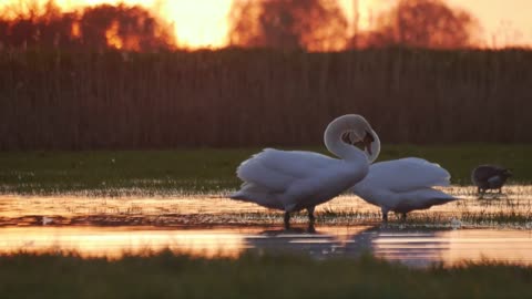 Beautiful birds video// nature// calm// relaxing