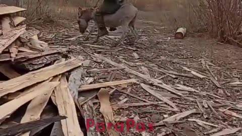 🐴😂 Ukraine Russia War | Russian Tests Tactical Assault Donkey | RCF