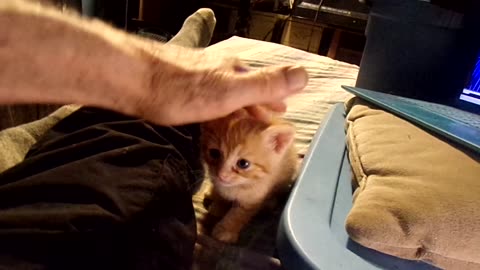 NEW YORK BLUES/WITH KITTEN ON BED