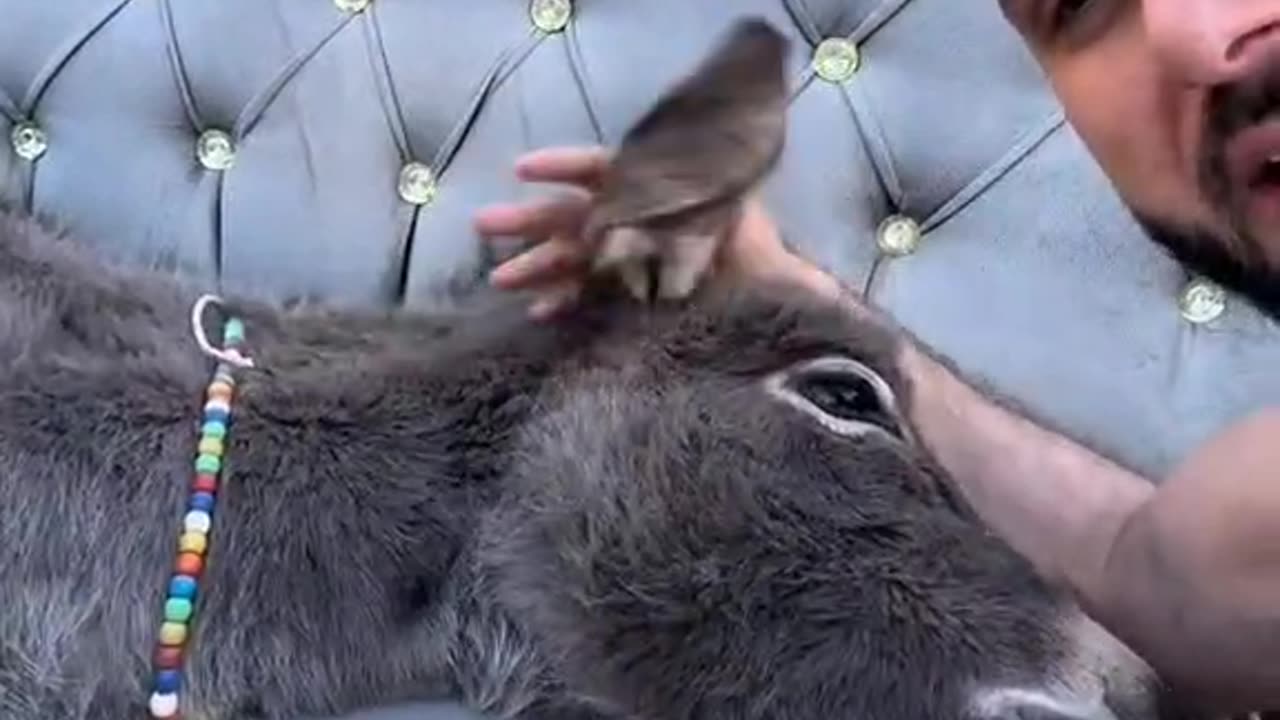 سنبل بعد الشهره غير