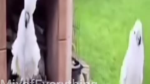 this is how it's done