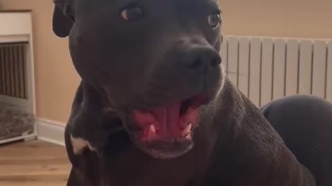 Sassy Staffy Demands Belly Scratches