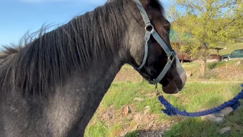Horse Training