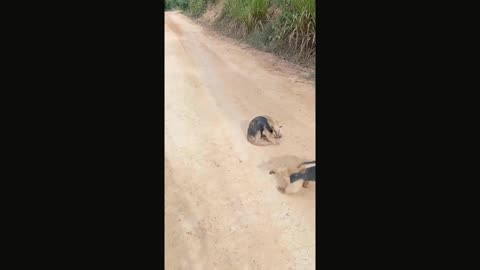 WHO WINS FIGHT 🤼‍♂️ 🤣