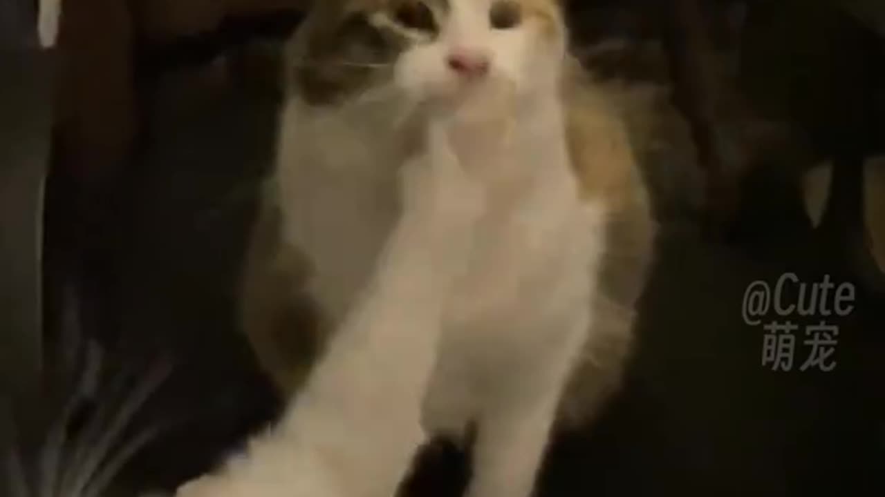 Animals funny video 21