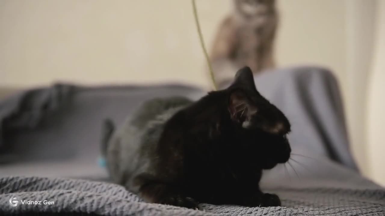 Curious Kitten Moments