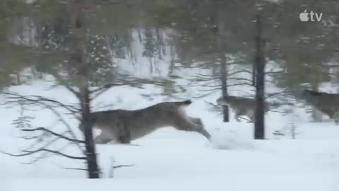 "ULTIMATE Jungle Life Awaits! Discover the Hidden Wonders of Ainimals 🦅🦁🐶🐯🫎"