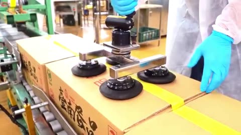 3,00,000 eggs per day- Automated Egg Factory