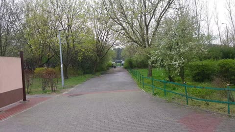 Straż Miejska napotyka stado dzików