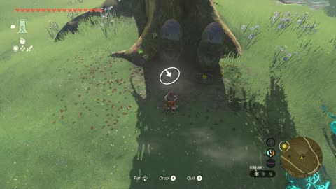 KOROK SEEDS 66