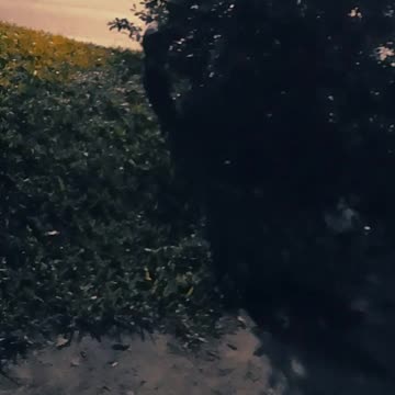 La barra completa - Perritos y gato (04/06/2025)