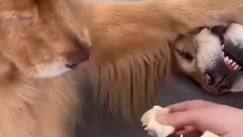 Greedy