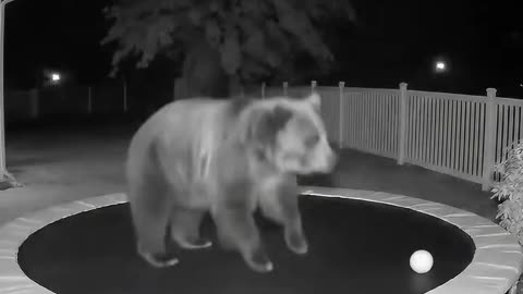 bear on a trampoline?