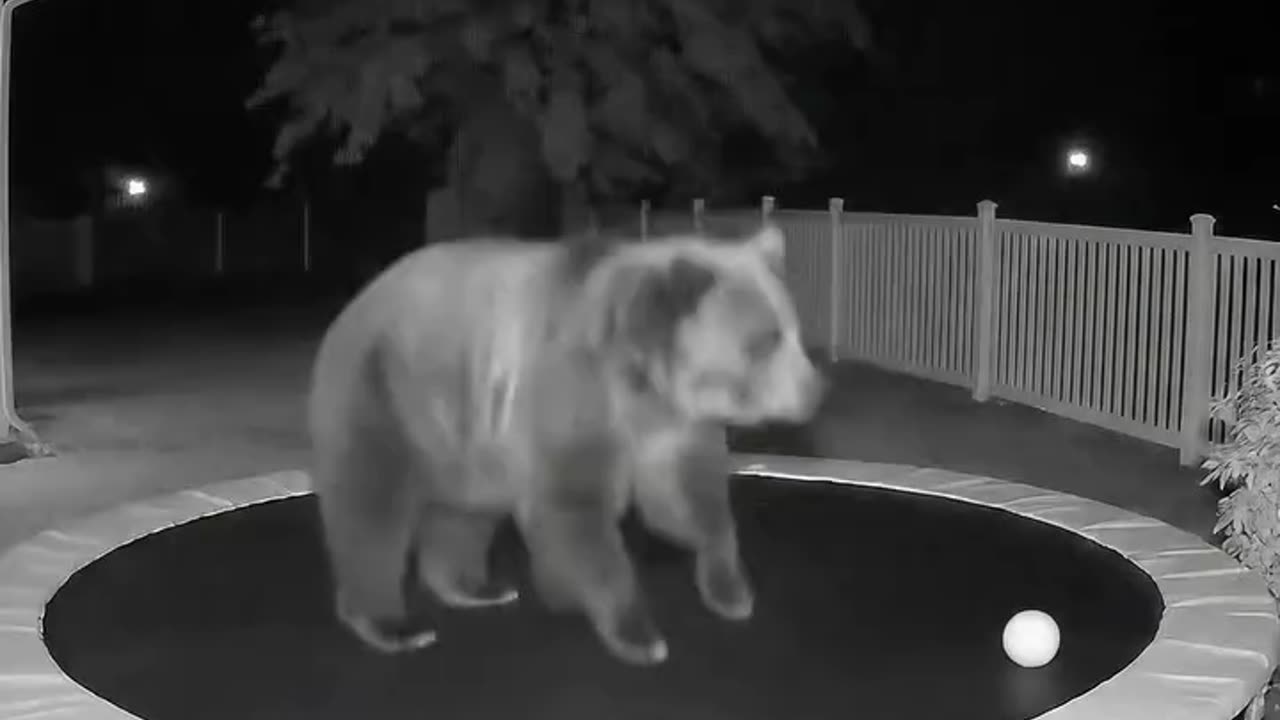 bear on a trampoline?