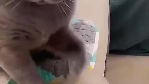 If you want to stay in this house, get out of the cute pet funny plan.