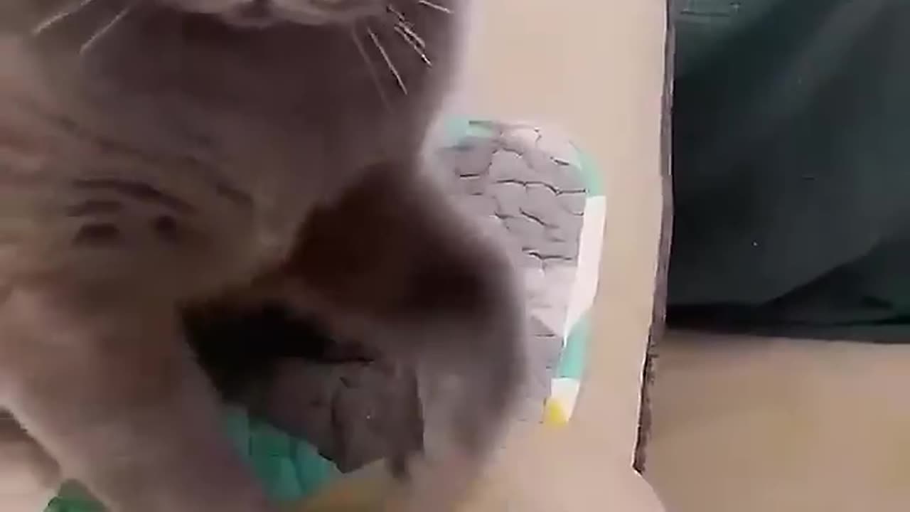 If you want to stay in this house, get out of the cute pet funny plan.