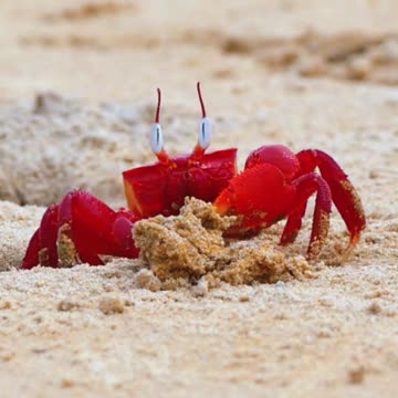 Crab Goals: Work Hard, Stay Focused 🦀💪 | Sounds of Nature