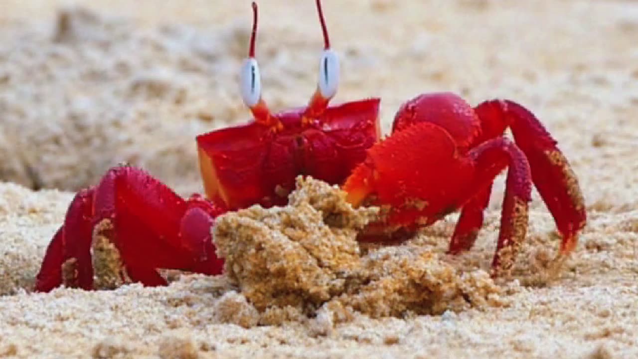 Crab Goals: Work Hard, Stay Focused 🦀💪 | Sounds of Nature