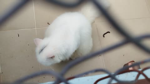 Cat white