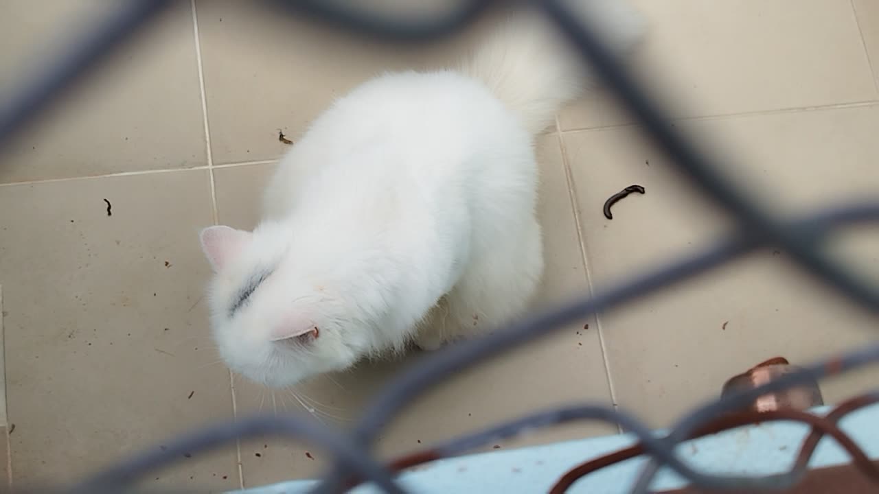 Cat white