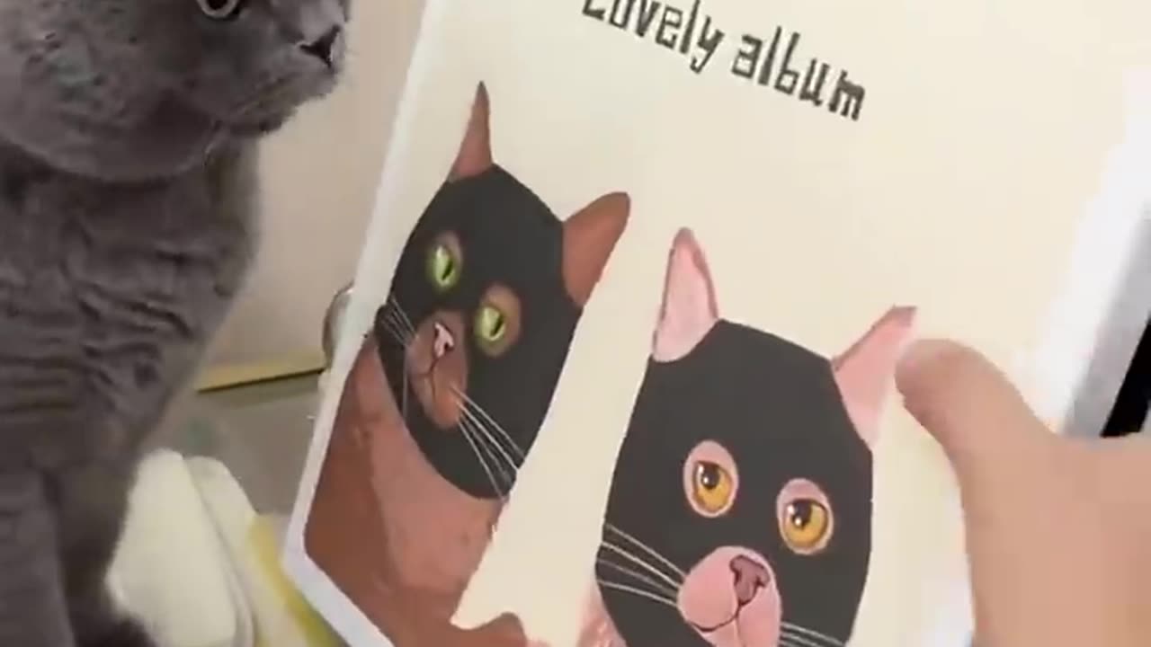 Funny cat doing human things#cat