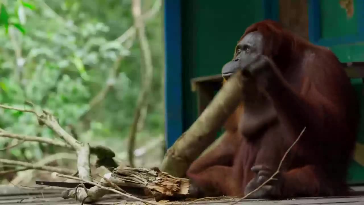 THE EVOLUTIONARY CHART 🦧 BAIT AND SWITCH