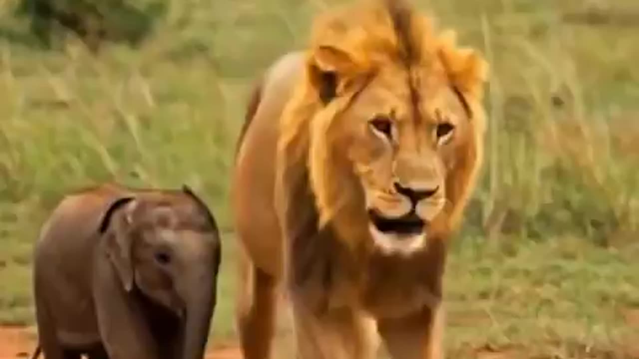 A lion protecting a baby elephant…