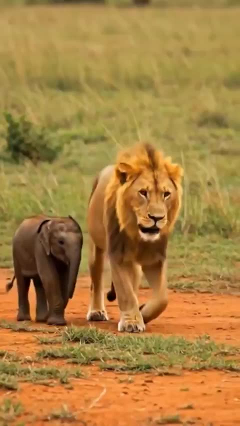 A lion protecting a baby elephant…
