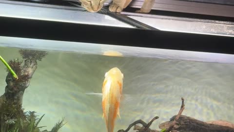 Oscar Fish Jumps At Drinking Cat