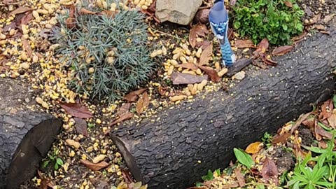 This is an OK Blue Jays and Squirrels scene, loving this making new scenes everyday.