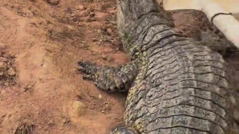 The crocodile is afraid of the shovel.