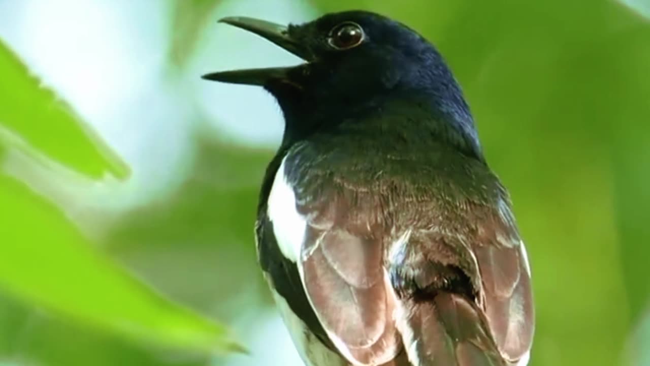 This bird's voice is very melodious