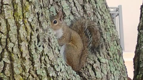 Mr squirrel eating lunch