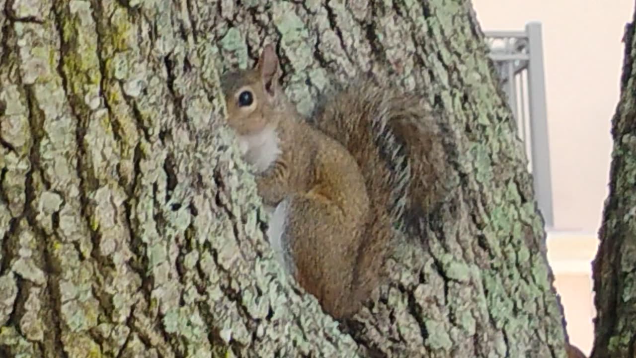 Mr squirrel eating lunch
