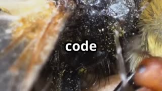 🐜🔍 Bulldog Ants – The Insect World’s Sharpshooters! 🕶️💥