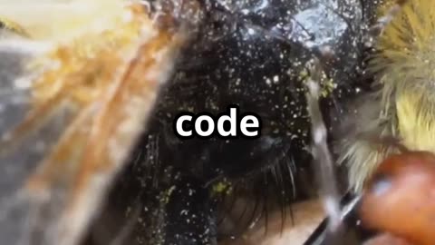 🐜🔍 Bulldog Ants – The Insect World’s Sharpshooters! 🕶️💥