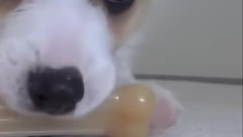Corgi Puppies & Tumble Cat_ The Cutest Chaos You'll See Today!