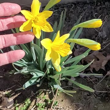 Daffodils Blooming Before Spring is here.