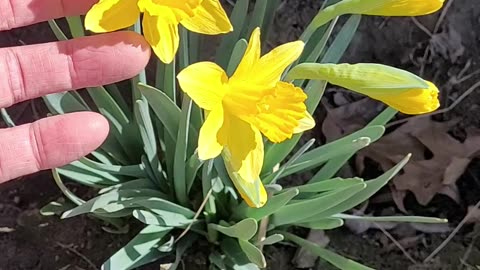 Daffodils Blooming Before Spring is here.