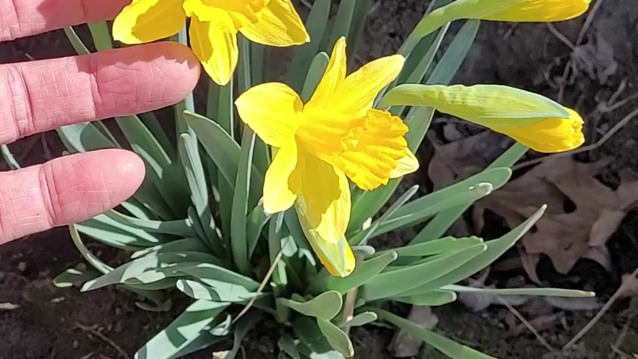 Daffodils Blooming Before Spring is here.