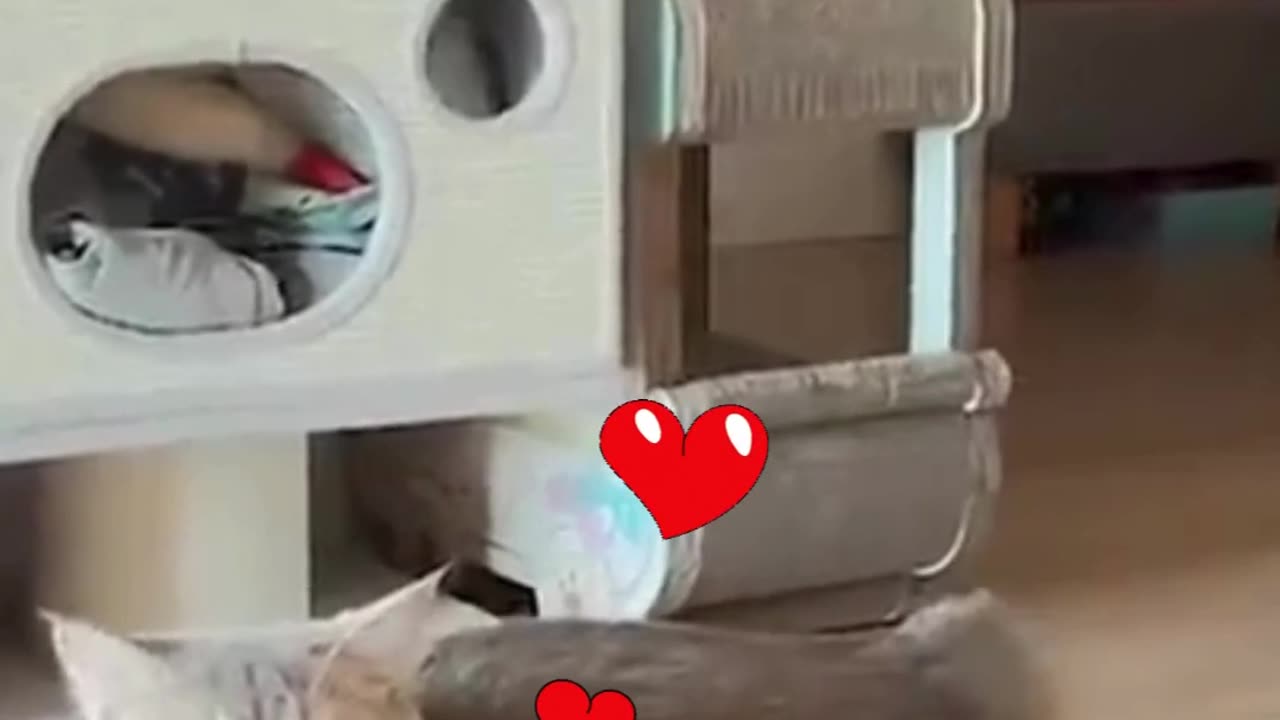 Cats #shorts #cat video #cats #cute