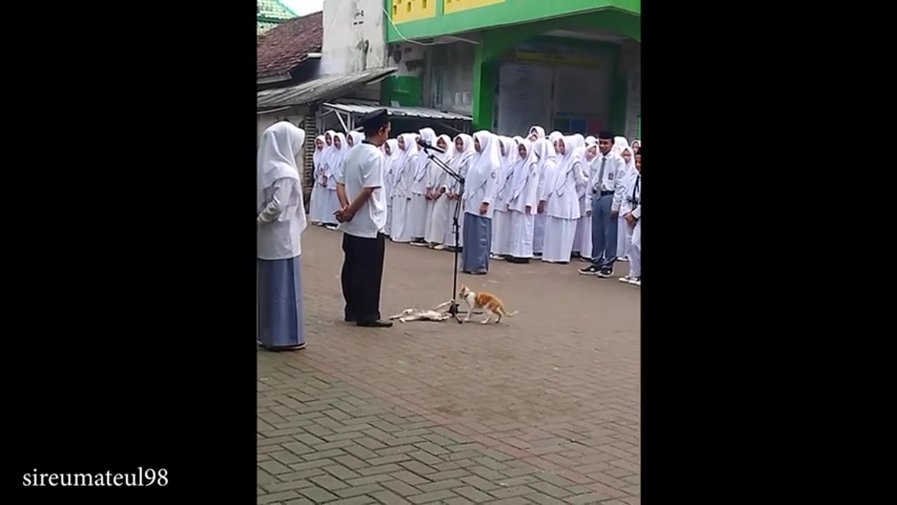 When you have a social butterfly cat 🐱