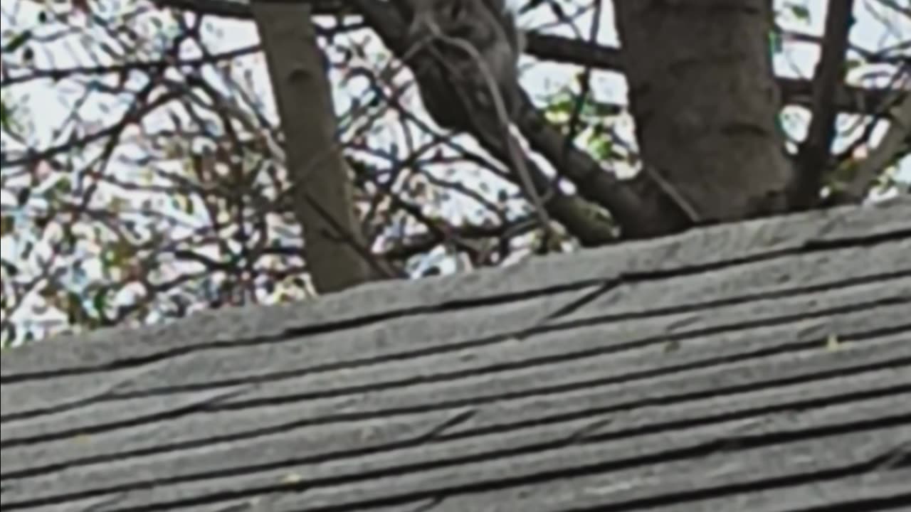 Squirrel backyard