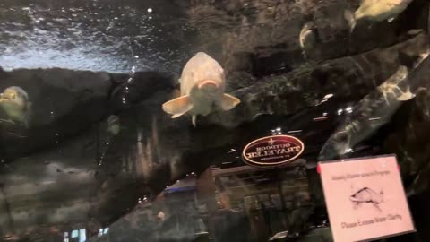 At the bass pro shop 🐟