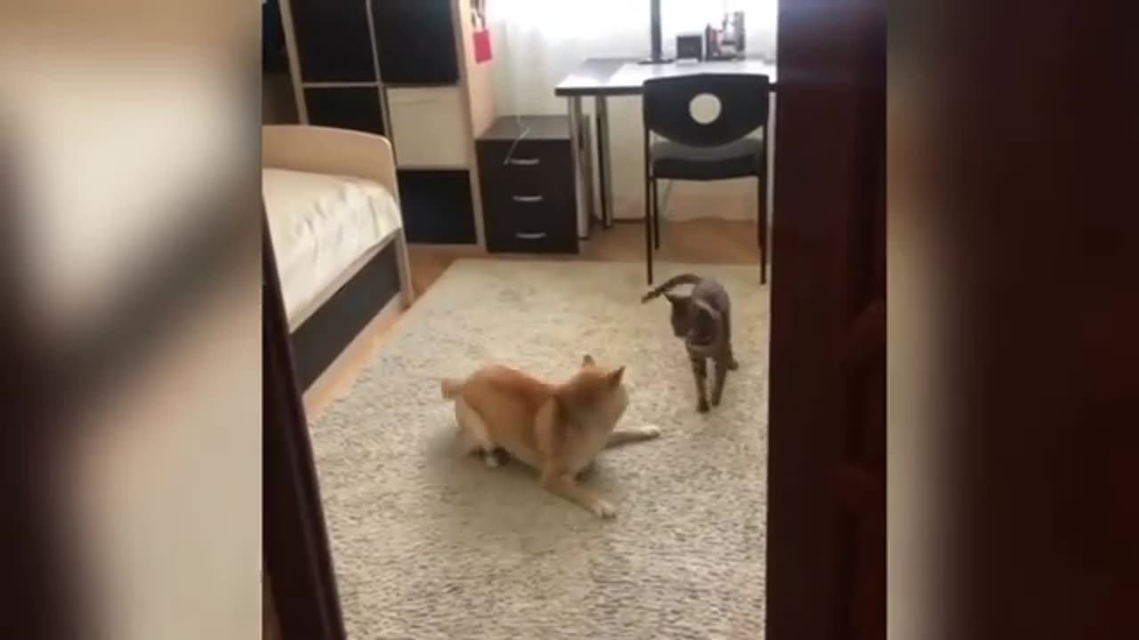 Cat funny